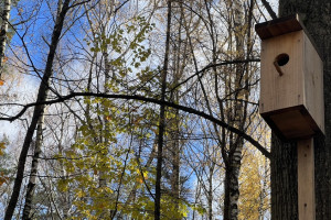 Прогноз погоды во Владимире и области на 6 ноября