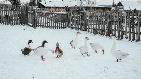 Гордеев день: что можно и чего нельзя делать 16 января