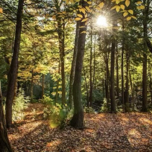 Пропавшую в соседнем с Владимирской областью регионе 85-летнюю бабушку нашли живой