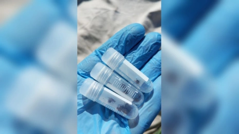 Во Владимирской области клещи укусили 117 человек