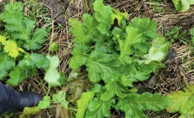Во Владимирской области хищение денег при борьбе с борщевиком привело к уголовному делу