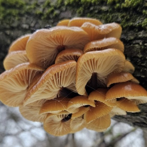 В лесах Владимирской области появились зимние опята