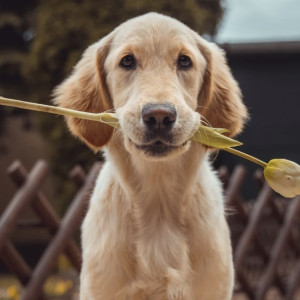 Животные из «Валенты» во Владимире начали переезжать в другой приют