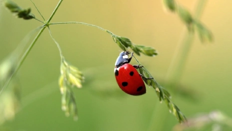 Во Владимирской области на рабочей неделе воздух прогреется до +17