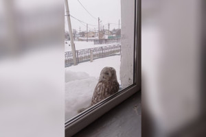 В Гороховце заметили длиннохвостую неясыть