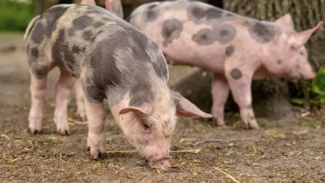 Житель США скончался спустя 6 недель после пересадки сердца свиньи