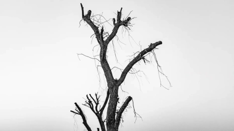 Заблудившегося в лесу под Киржачом 81-летнего дедушку нашли мертвым