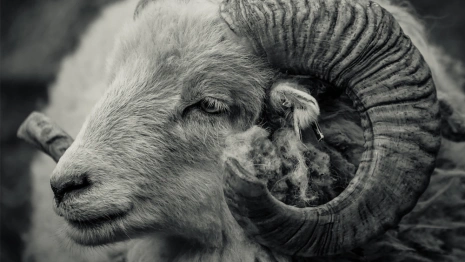 В Александровском районе сожгли свалку из трупов баранов