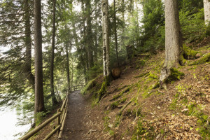 Во Владимирской области 76-летнего мужчину с собакой нашли живым