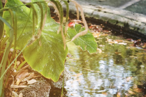 Деревню под Собинкой затопило сточными водами из-за старых очистных сооружений