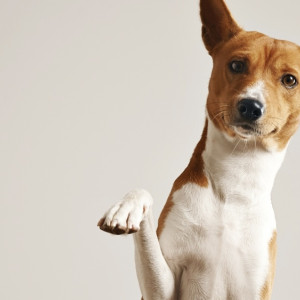 В Муроме с выстрелившего в собаку мужчины взыскали компенсацию ее владельцу