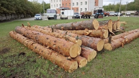 Житель Гусь-Хрустального попал под уголовное дело за спил деревьев на 600 тыс. рублей