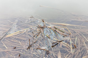 Жители Владимирской области снова пожаловались на пластик в Клязьме