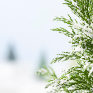 Прогноз погоды во Владимире и области на 20 декабря