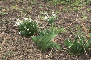Во Владимирской области заметили первые подснежники