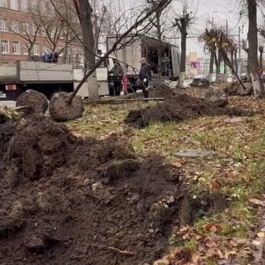 На улицах Владимира высадят более 200 лип взамен срубленных