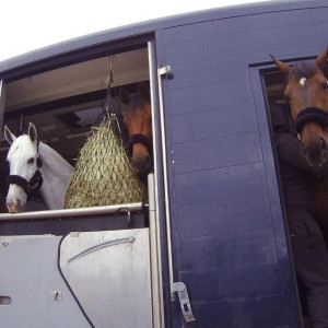 Владимирские ветврачи осмотрели 9 лошадей перед отправкой в Узбекистан