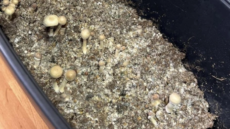 Житель Владимира попал под суд за попытку вылечить депрессию приемом псилоцебиновых грибов