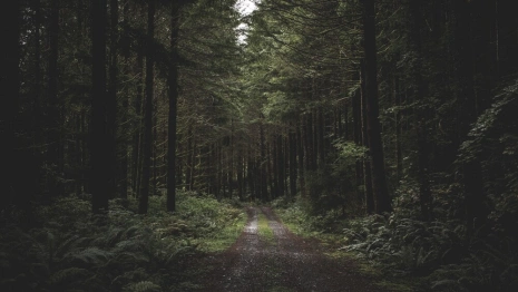 Во Владимирской области 66-летнего мужчину в бейсболке нашли живым