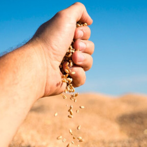 Во Владимирской области за год намололи рекордные 300 тысяч тонн зерна