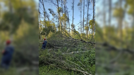 Свет вернули в 95% обесточенных из-за стихии домов во Владимирской области