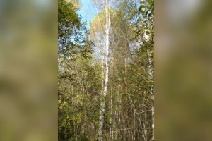 В Судогде многодетной семье выдали заросший деревьями и кустами участок