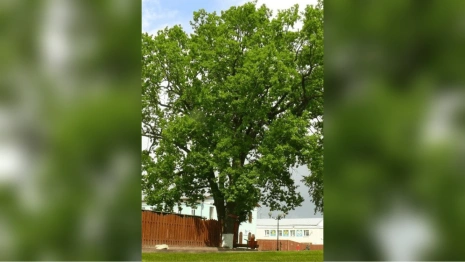 Владимирский дуб номинировали на звание главного дерева страны