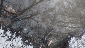 Прокуратура начала проверку из-за массовой гибели рыбы в Добросельском пруду во Владимире