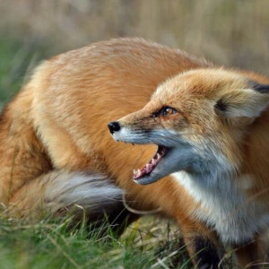 Собака ковровчанина загрызла бешеную лису, пришедшую в его дом