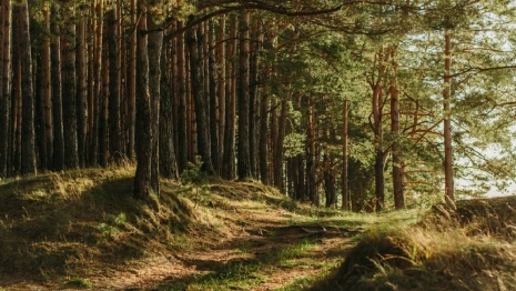 Во Владимирской области нашли живым пропавшего 86-летнего дедушку