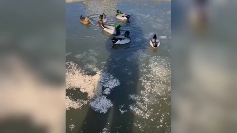 Жительница Коврова колотила лед на Кукушкином пруду ради спасения уток