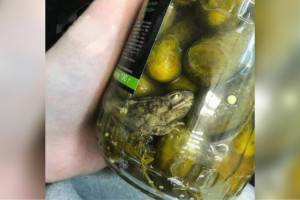 Во владимирских соцсетях разлетелось фото «маринованной» лягушки