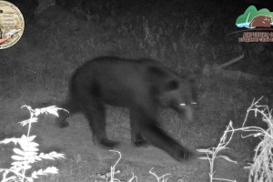 В Вязниковском районе медведи и волки попали в объектив камеры