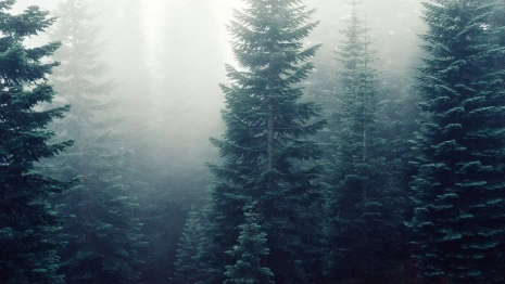 Под Петушками сточные воды уничтожили хвойный лес 
