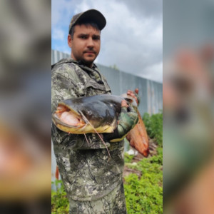 В Вязниках поймали гигантского сома