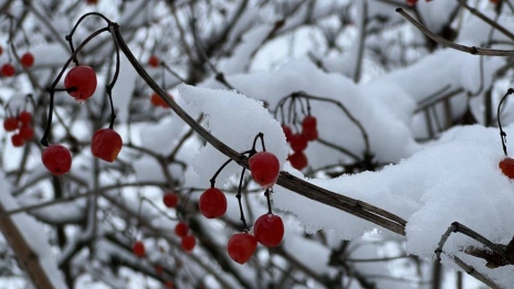 На рабочей неделе во Владимирскую область придут заморозки и мокрый снег
