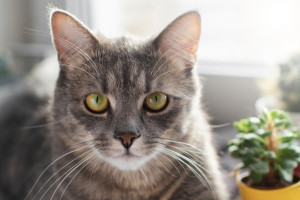 Жительница Меленковского района зарубила топором соседскую кошку