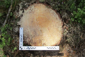 В Муроме «черные лесорубы» спилили деревья в природном заказнике