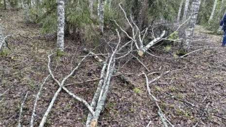 Вырубка деревьев на 100 тыс. рублей во Владимирской области привела к уголовному делу