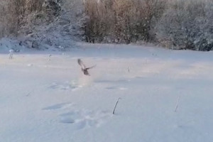 Во Владимирской области сняли момент вылета тетеревов из снежных лунок