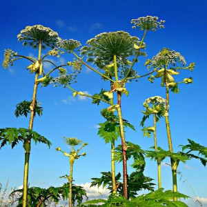 Вызывающие химические ожоги растение заполонило поля Владимирской области
