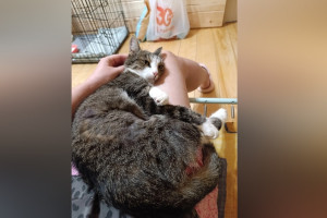 Во Владимире сбитый машиной кот получил второй шанс на жизнь 