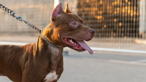 Александровских чиновников наказали за игнорирование жалоб на бойцовскую собаку
