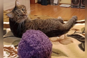 Во Владимире спасли кота после сильнейшего отравления