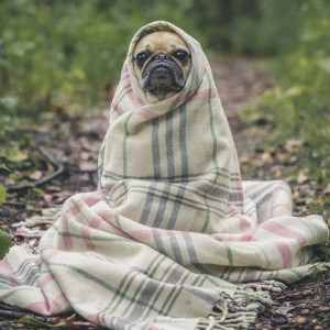 Синоптики пообещали во Владимирской области похолодание до -1 градуса