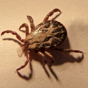 Во Владимирской области клещи стали реже кусать людей