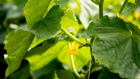 Сидор Огуречник. Что можно и нельзя делать 27 мая
