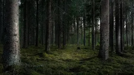 В Киржаче чиновники попали под суд за «подаренный» мужчине лес
