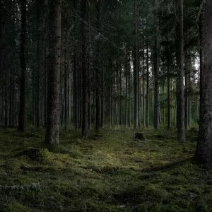 В Киржаче чиновники попали под суд за «подаренный» мужчине лес