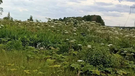 Во Владимирской области около 100 га заросло борщевиком